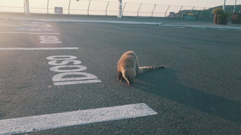 Cute brazilian coati mammal from tropical and subtropical South America eating on a parking lot of a environmental conservation unit at sunrise.