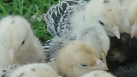 CLOSE UP, Bantam chicks huddle together to keep warm