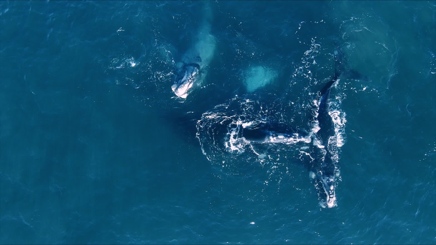 Drone shot above a unique albino, morpho-grey whale and a group of mating Southern Right Whales, in Peninsula Valdes - Overhead, aerial view | Shutterstock HD Video #1067120545