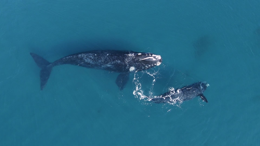 Aerial, top down, drone view of Southern Right Whales, at Península Valdés in Patagonia, UNESCO World Heritage site - Golfo Nuevo Royalty-Free Stock Footage #1067120803