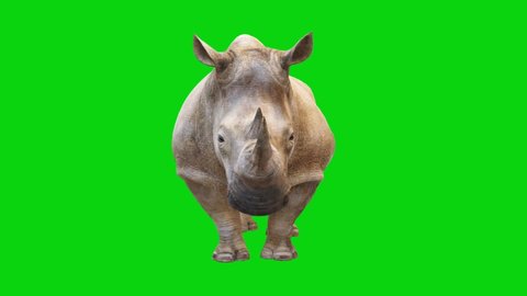 Rhinoceros Looking on Green Screen