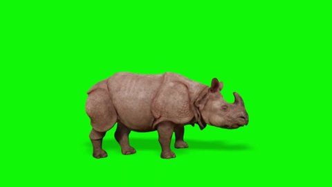 Rhinoceros Walking on Green Screen