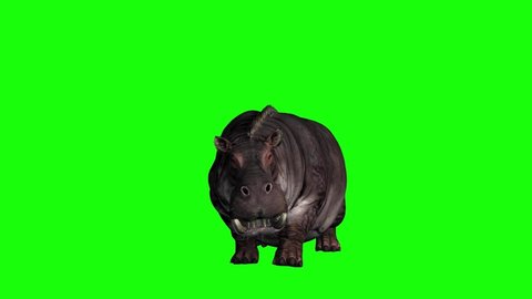 Hippopotamus Looking on Green Screen