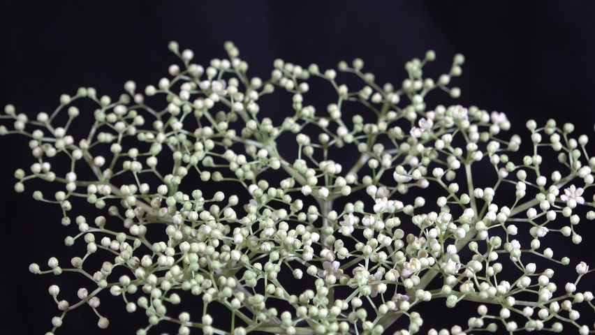 108 Elderflower background Stock Video Footage - 4K and HD Video Clips