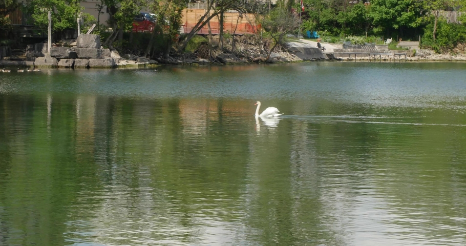 A beautiful swan swimming on a lake in the middle of a park