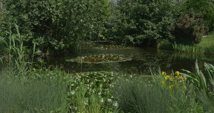 Swampy overgrown Pond in the Park, bushes and trees are around, Water Lilies, circular glossy leaves, yellow flowers, lush grass, summer day,outdoors, sunny weather