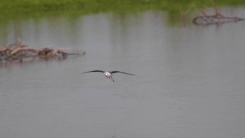 Black-winged Stilt (Himantopus himantopus), coming in for a landing in water.