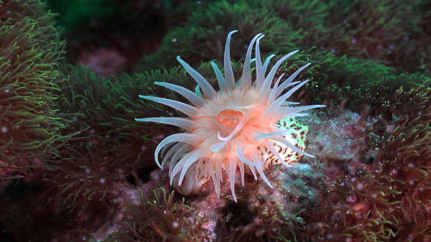 Wide angle of bright orange sea anemone on coral reef in strong current