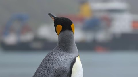 Close up of a king penguin looking around in front of a research ship