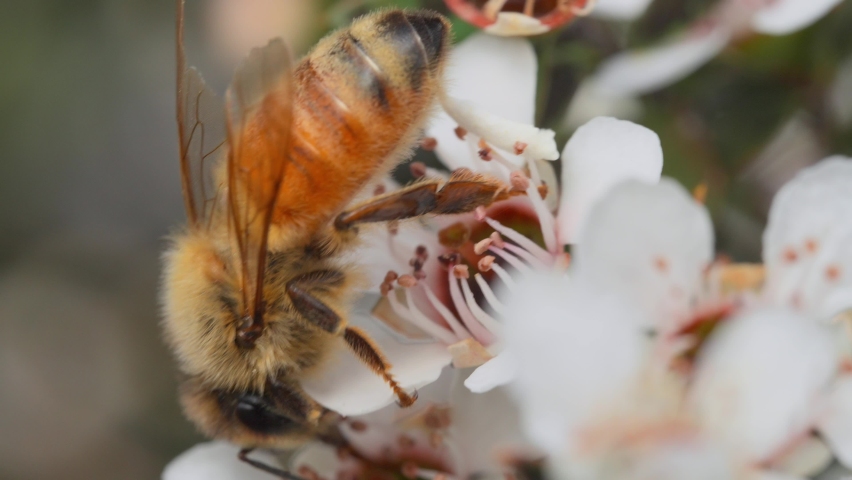 Close up of European honey bee extracting nectar with tongue from Manuka flower Royalty-Free Stock Footage #1067159626