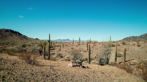 A time-lapse of saguaro cacti under the afternoon sun in the Sonoran Desert near Quartzite, Arizona just north of the Kofa National Wildlife Refuge.