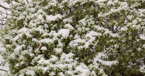 Snow falling on an evergreen hebe bush in the garden, camera pans to show the snow covered petals