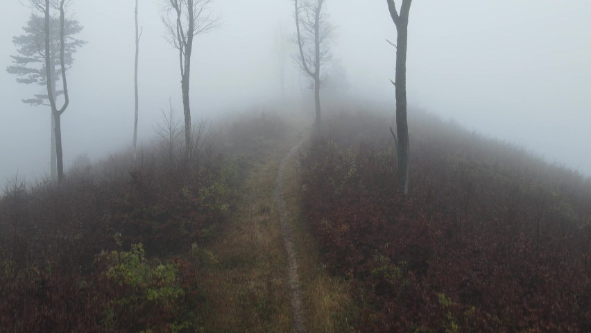 Vertical flight over trees without leaves in misty scene