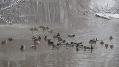 Mallard ducks during a snowstorm in winter
