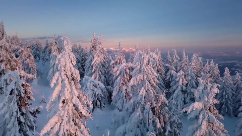 Slow motion between snowy trees in beautiful winter forest landscape in frozen mountains nature with warm sunrise