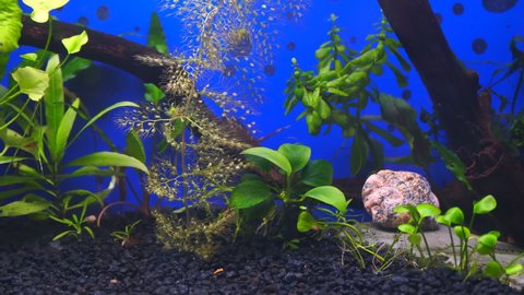 Aquatic plants in a home aquarium. Pemphigus, bacopa, marsilia and anubias
