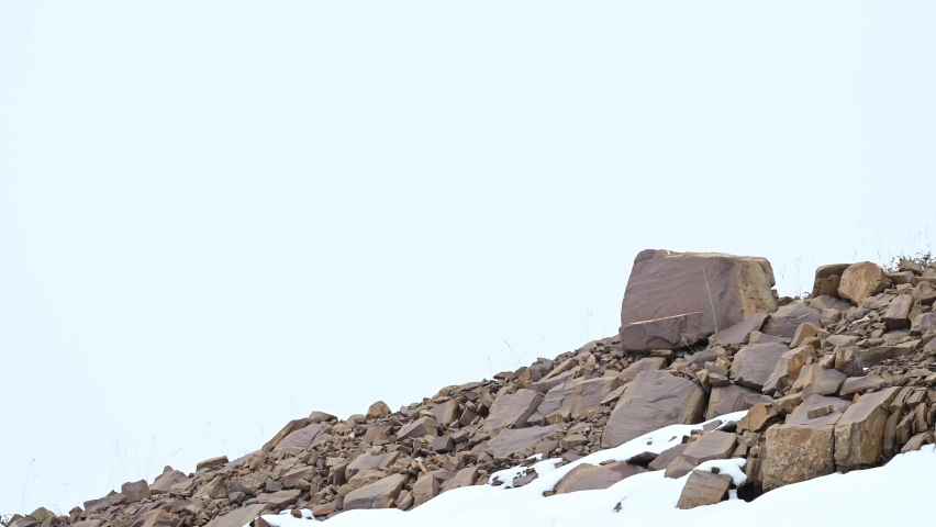 Bighorn sheep in the Canadian Rockies