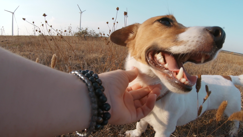 Dog Jack Russell Terrier Tongue Sticking Out From Pleasure Woman's Hand Strokes on Walk in Windy Park in Nature Background of Large Wind Turbines and Bright Sunny Sunset Summer. Pets | Shutterstock HD Video #1067182360