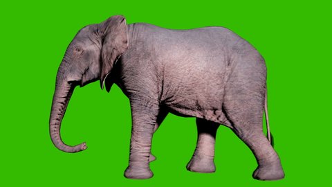Large African elephant walking on the ground in front of green screen. Seamless loop animation for animals, nature and educational backgrounds.