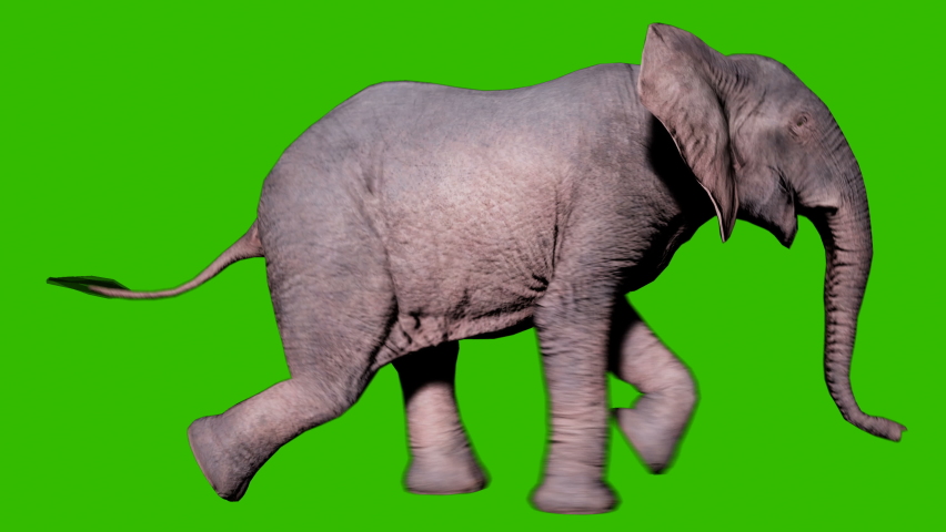 Large African elephant running on the ground in front of green screen. Seamless loop animation for animals, nature and educational backgrounds. Royalty-Free Stock Footage #1067184103