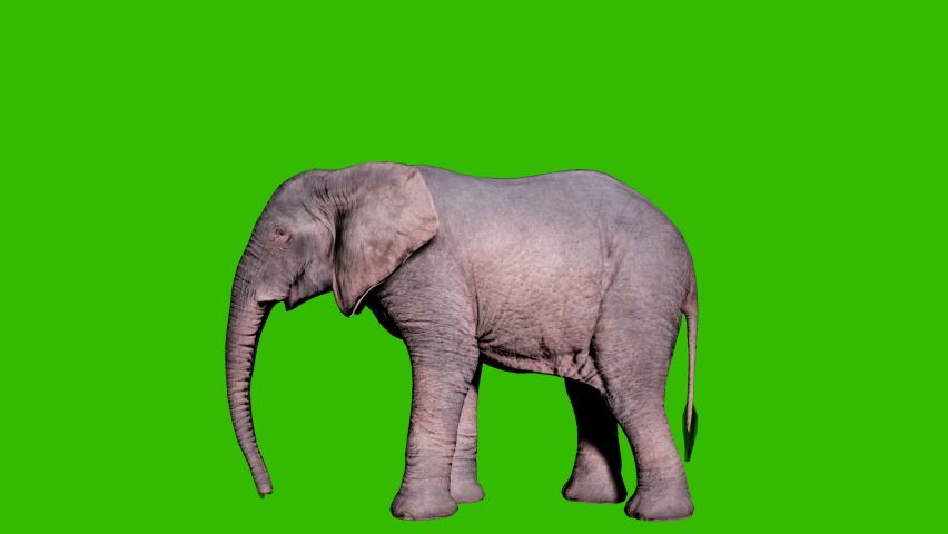 Large African elephant trumpets its trunk in front of green screen. Seamless loop animation for animals, nature and educational backgrounds. Royalty-Free Stock Footage #1067184106