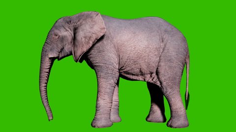 Large African elephant stands on the ground in front of green screen. Seamless loop animation for animals, nature and educational backgrounds.