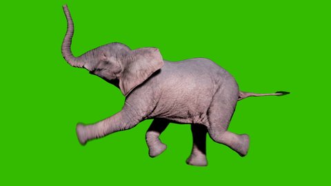 Large African elephant swims in the water in front of green screen. Seamless loop animation for animals, nature and educational backgrounds.