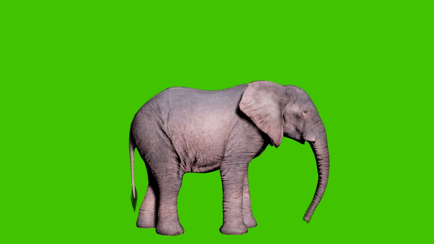 Large African elephant eats foliage from trees in front of green screen. Seamless loop animation for animals, nature and educational backgrounds. Royalty-Free Stock Footage #1067184130