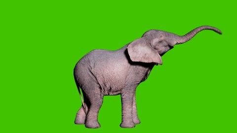 Large African elephant eats foliage from trees in front of green screen. Seamless loop animation for animals, nature and educational backgrounds.