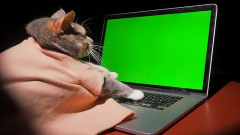 This video captures a cat working on her laptop computer, typing on the keyboard with a green screen.