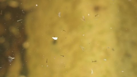 Mosquito larvae in stagnant water.