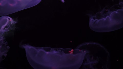 Moon Jellyfish Aurelia Aurita Purple 01