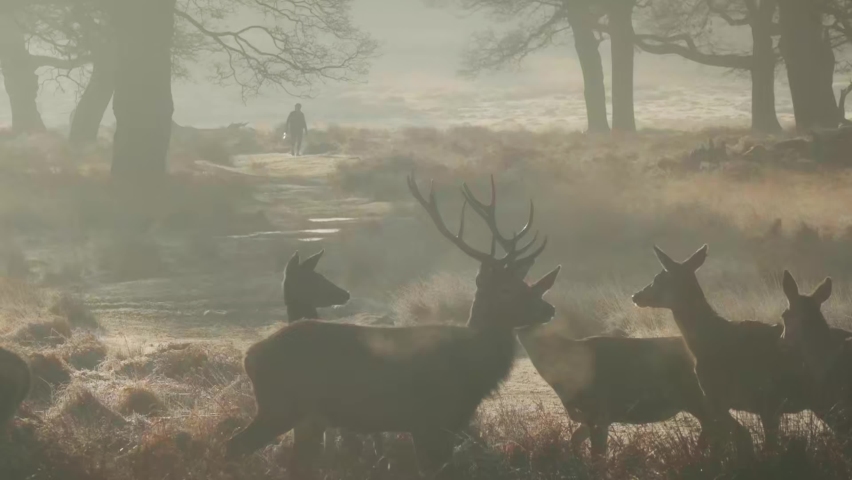 herd of Red deer Richmond park London at sunrise in winter man walking in background slow motion
