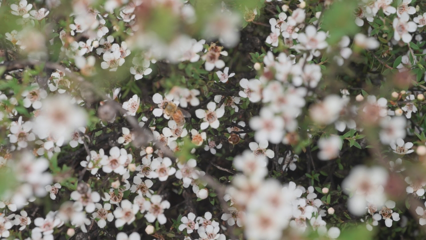 Western Honey Bee moving around on stunning white Manuka flowers Royalty-Free Stock Footage #1067190886