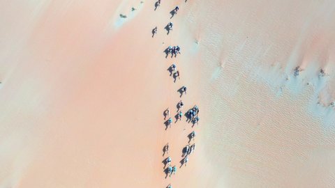 Aerial view above a camel cavalcade riding over the Arabian desert, sunny day, in Saudi Arabia - top down, drone shot