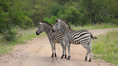 Wide shot of two Burchell's zebras standing in the road before walking out the frame, Kruger National Park. 