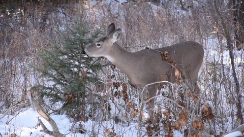 White-Tailed Deer in snowy winter forest background searching for food. Deer doe in snow covered woods landscape