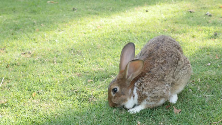 outdoor bunny