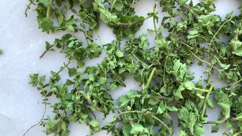 Oregano Isolated Top View Stock Video Footage - 4k And Hd Video Clips 