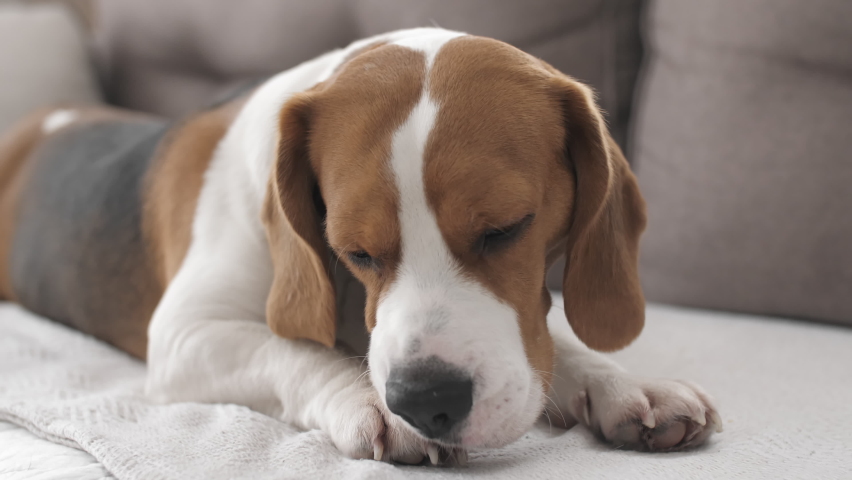 Dog Beagle with sad eyes lies at home in the on the sofa, licking paws. The puppy is resting. Mans best friend. Slow motion