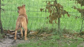 Brown dog looks out of the fence. Slow motion 4K