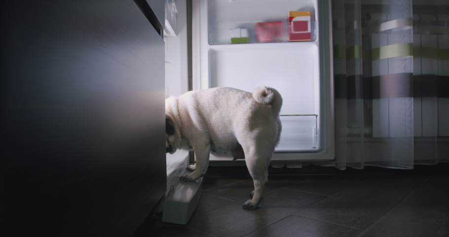 Funny hungry pug dog open the fridge at night, standing near the refrigerator, stealing food. Want to eat at night. Dog at the kitchen getting into the fridge. Failed diet. Royalty-Free Stock Footage #1067210722