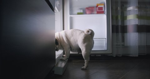 Funny hungry pug dog open the fridge at night, standing near the refrigerator, stealing food. Want to eat at night. Dog at the kitchen getting into the fridge. Failed diet.