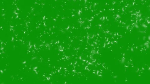 Flying dandelion seeds and pollen dust with green screen background