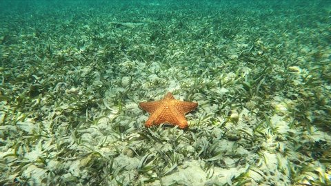 Starfish laying on a sandy ground in the ocean