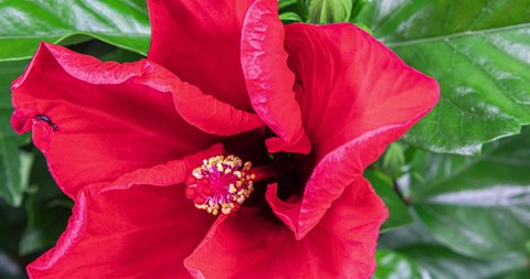 A red blooming hibiscus. Detailed macro timelapse of a blooming flower. A hibiscus flower blooms in springtime. The bud opens and blooms into a large red blossom. National flower of Malaysia