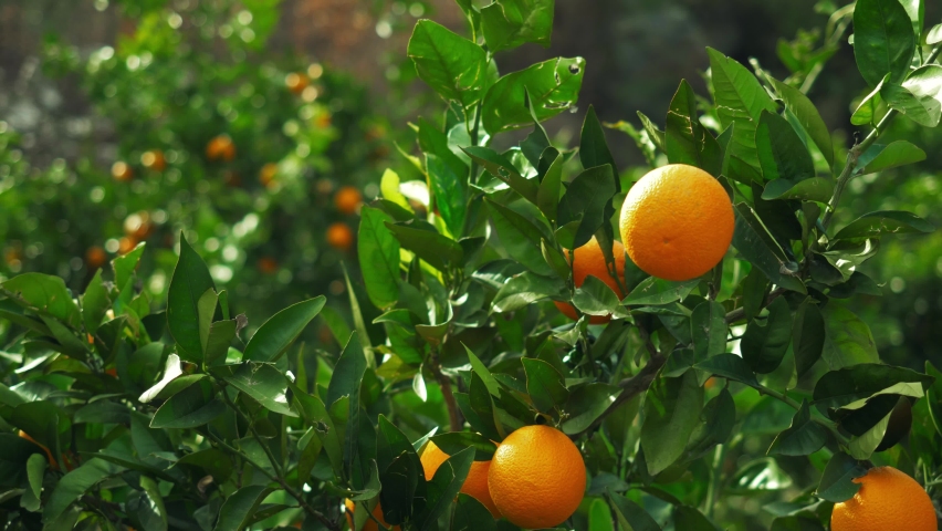 orange trees with fruits, orange plantation. fresh oranges on the tree. fruit harvest. local fruit farming. Royalty-Free Stock Footage #1067220229