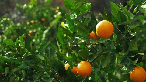 orange trees with fruits, orange plantation. fresh oranges on the tree. fruit harvest. local fruit farming.