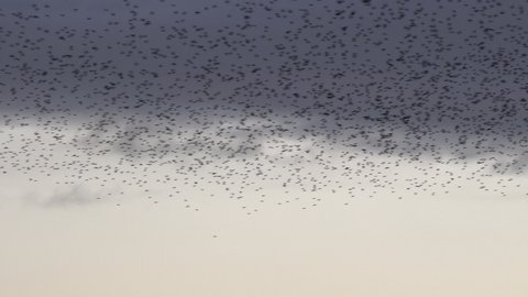 Birds flying in large flock in starling murmuration England UK 4K