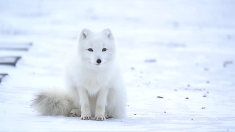 White arctic fox sitting and turning head